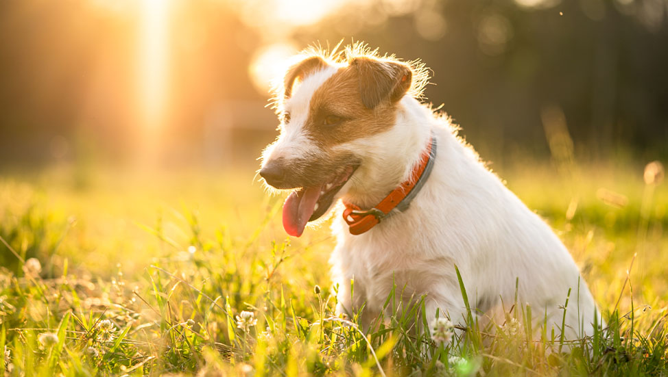 Ask Dr. Jenn: My dog was outside all day and is acting funny. Could it be a heatstroke?